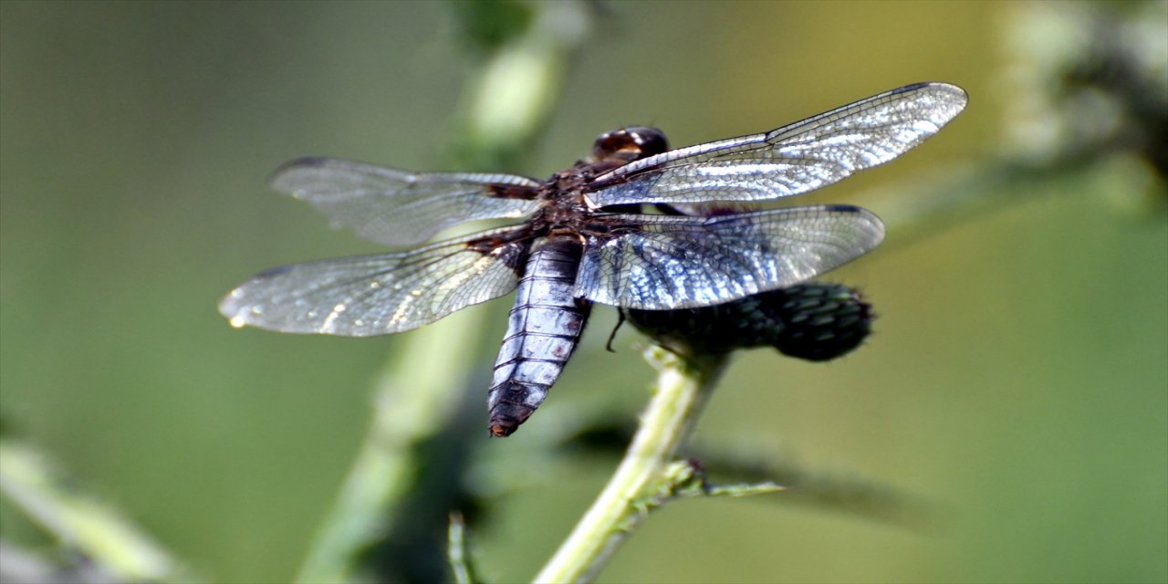Doğa dostu "Yusufçuklar" 2700 rakımda doğaya renk katıyor