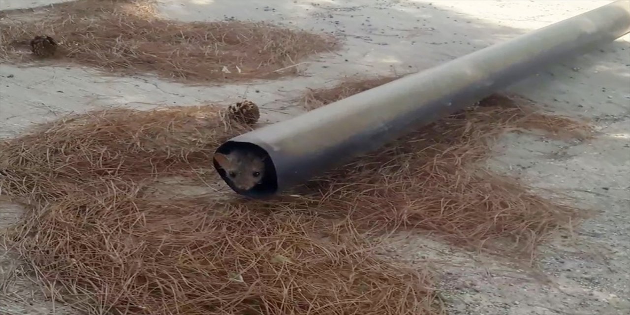 Elazığ'da sulama havuzunda mahsur kalan sansarın kurtarılma anı kameraya yansıdı