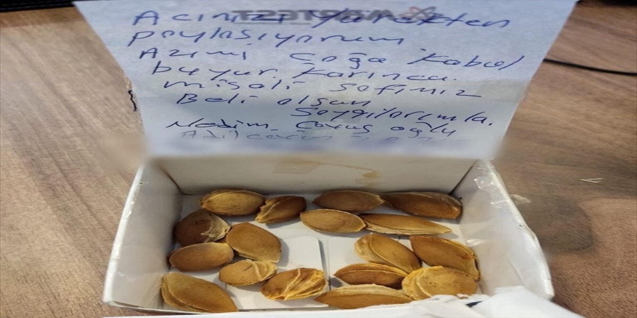 Bitlis'ten orman yangını sonrası Marmaris'e kayısı çekirdeği gönderildi