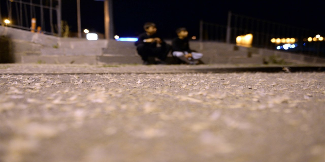 Ardahan'da "mayıs sinekleri"nin günlerdir süren "ölüm uçuşu" sona erdi