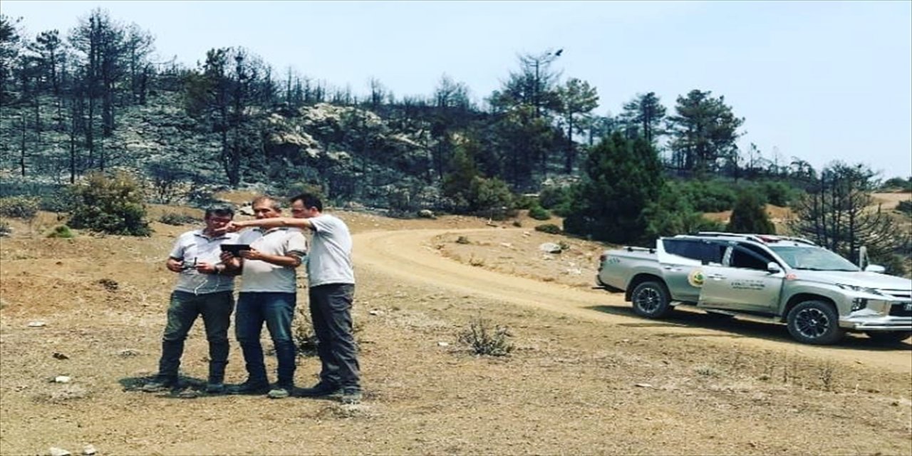 Denizli'de yanan alanların ağaçlandırılması için proje hazırlanıyor