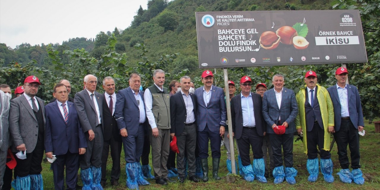 TMO Genel Müdürü Ahmet Güldal Trabzon'da fındık hasat şenliğine katıldı
