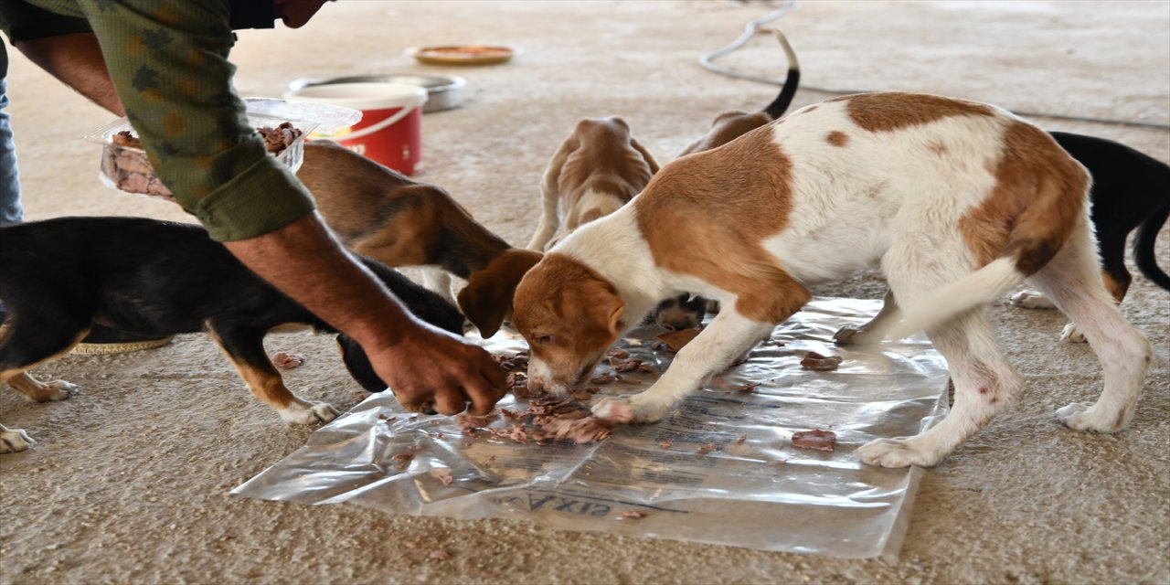 Kastamonu'daki selden kurtarılan 12 yavru köpeği sahiplendirilmek üzere Gaziantep'e götürdü