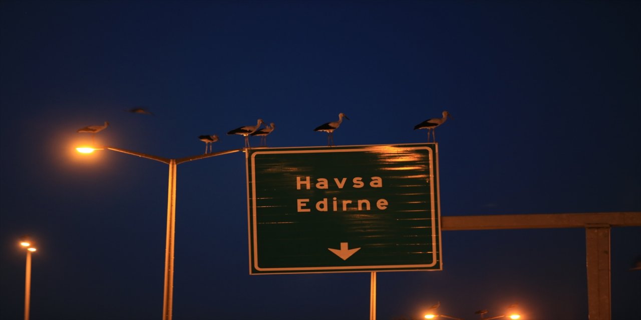 Kırklareli'nde göç yolunda yorulan leylekler aydınlatma direklerinde geceliyor