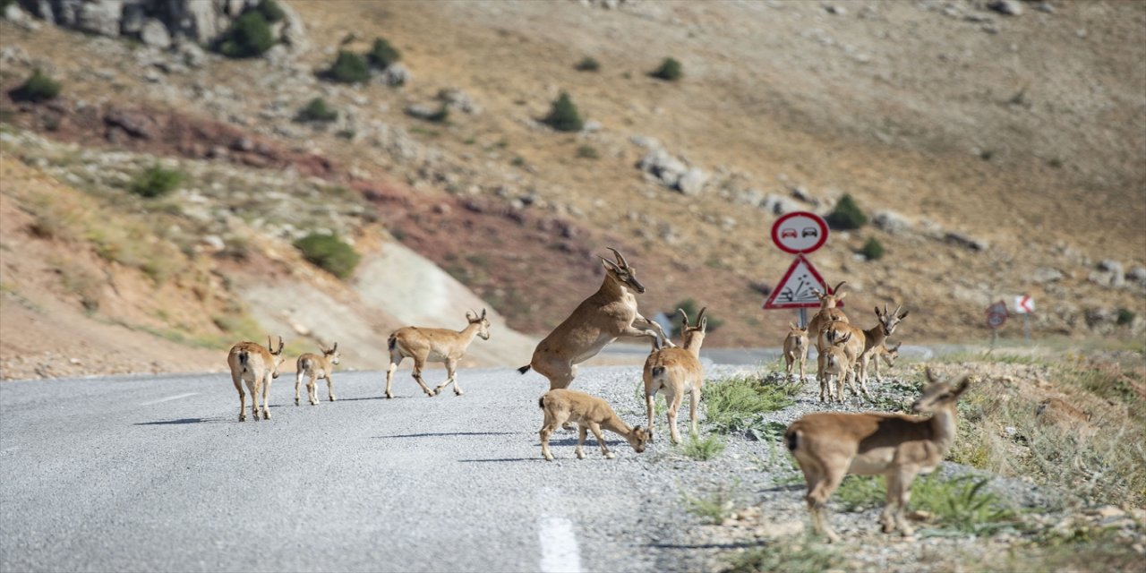 Koruma altındaki yaban keçileri Tunceli'nin bozkırlarına ayrı bir güzellik katıyor