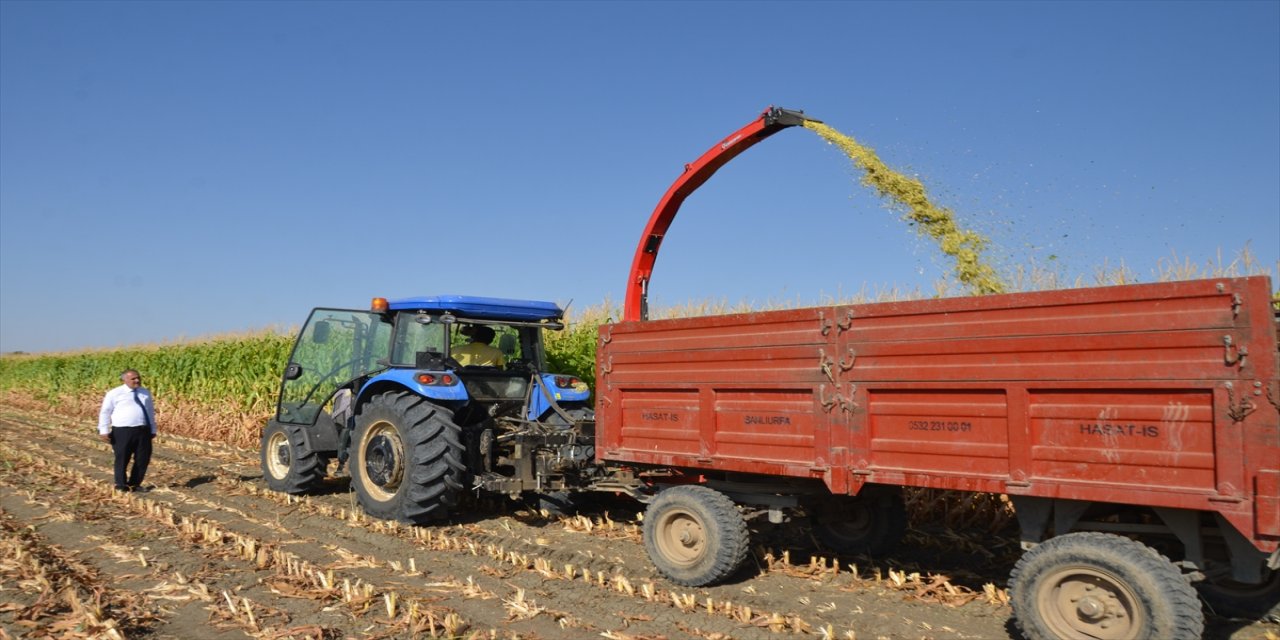 Muş'ta silajlık mısır rekoltesinin 100 bin ton olması bekleniyor