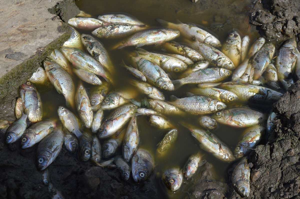 Kırklareli'nde gölete hayvan atığı bırakan çiftliğe 96 bin 525 lira ceza yazıldı