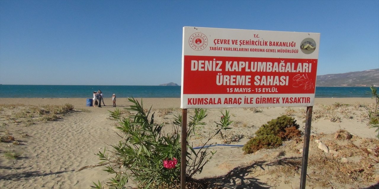 Mersin'de deniz kaplumbağalarının yaşam alanları temizlendi