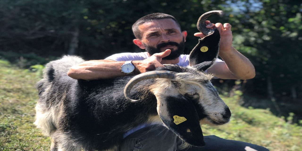 Zonguldak'ta kulağında boynuz çıkan keçi görenleri şaşırtıyor