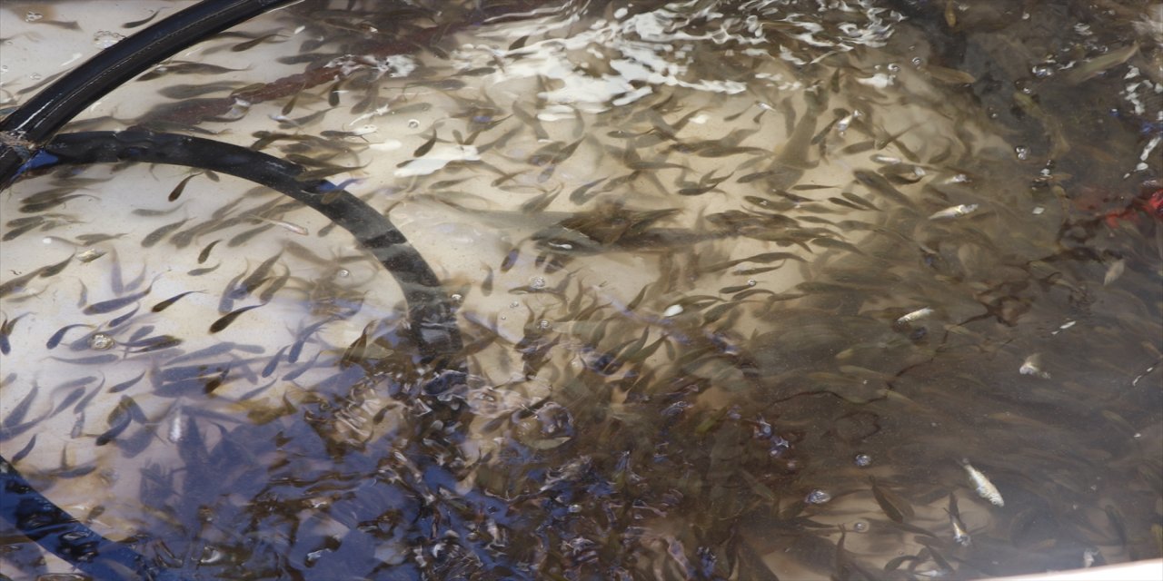 Siirt'te su kaynaklarına 1 milyon 485 bin balık yavrusu bırakıldı