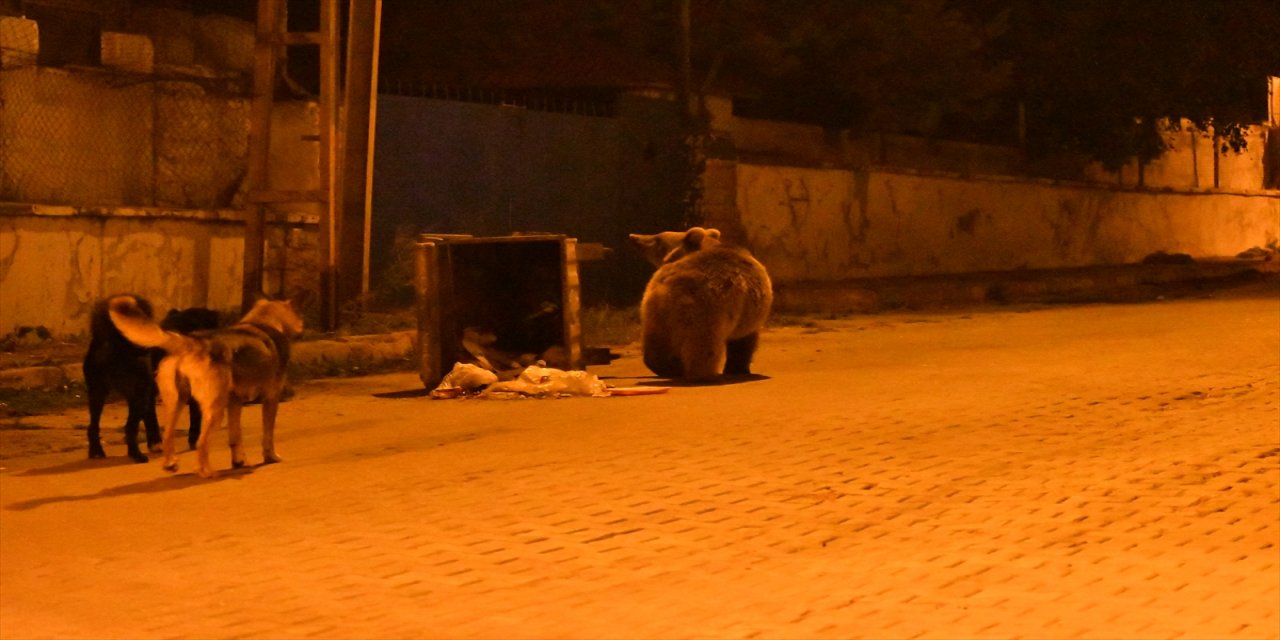 Kars'ta bozayı ve köpeklerin çöpten ekmek kavgası görüntülendi
