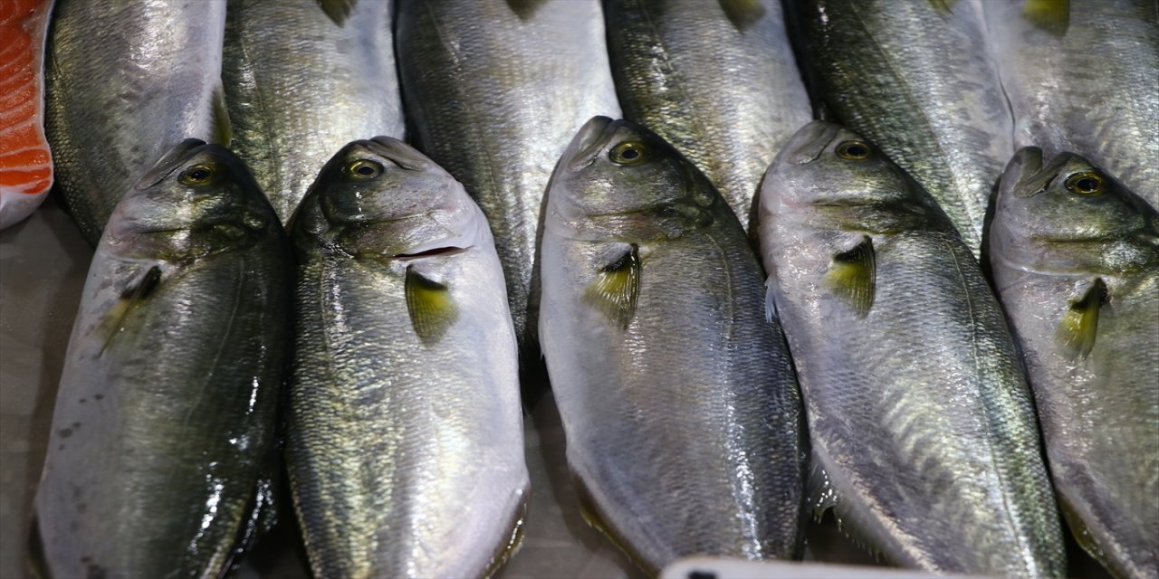 Marmara'da lüfer bollaştıkça tezgahtaki fiyatı da düşüyor