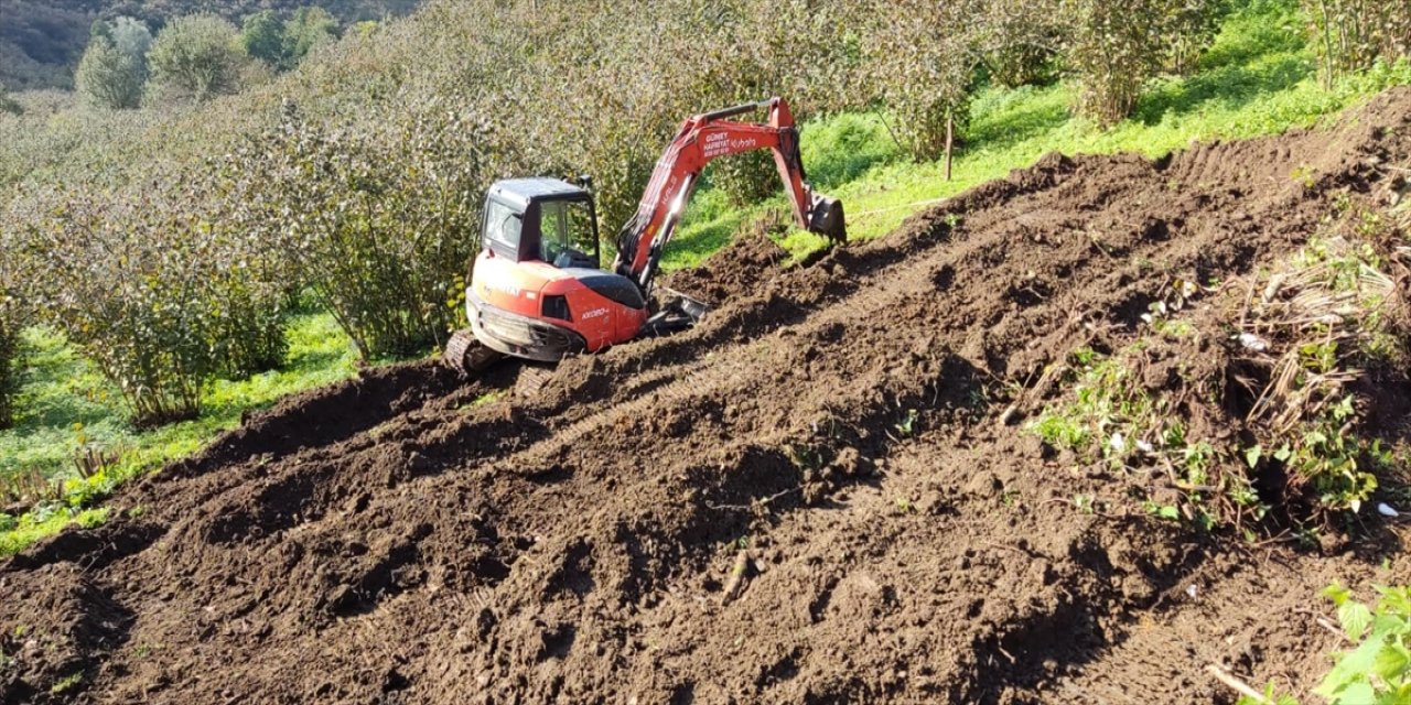 Samsun'da eski fındık bahçeleri yenilenerek verimin artırılması hedefleniyor