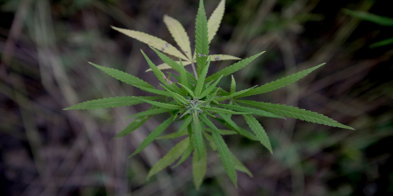 Sakarya'da endüstriyel kenevirin hasadına başlandı