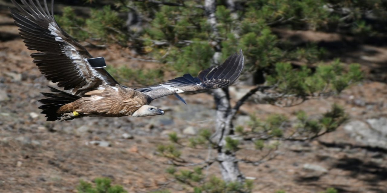 İsrail'de halkalanan kızıl akbaba Afyonkarahisar'da fotoğraflandı
