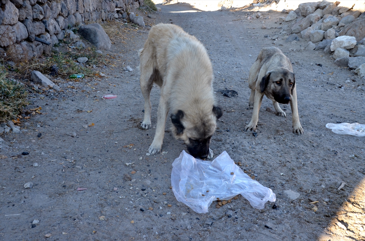 Baraj nedeniyle boşaltılan köyde sahipsiz kalan köpekler destek bekliyor