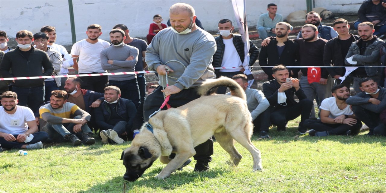 Türk çoban köpeği ırkları, sokak köpekleri için podyuma çıktı