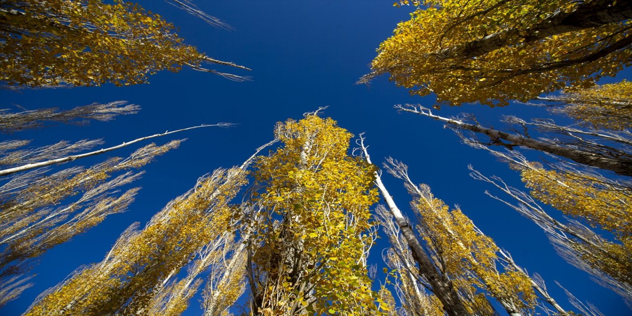 Erzurum'un meşhur Tekederesi mesire alanı sonbahar renklerine büründü