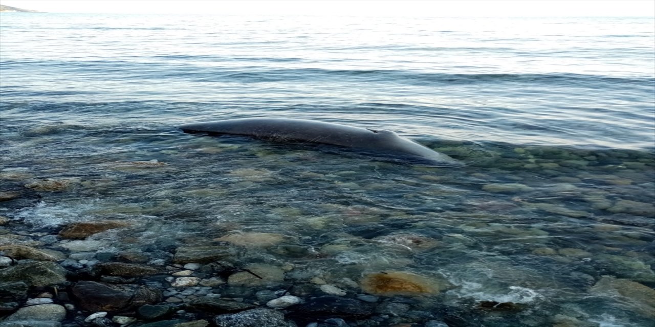 Muğla'da ölü Akdeniz foku bulundu