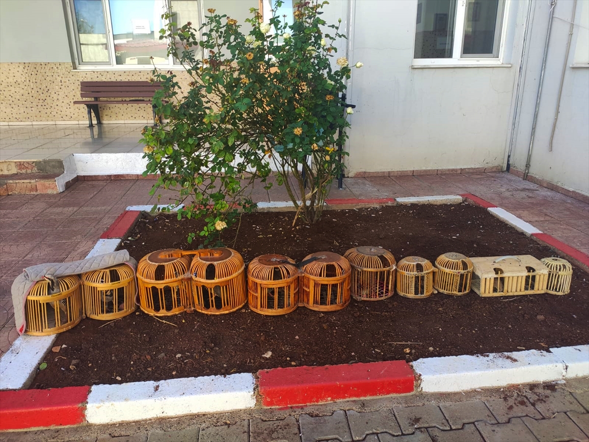 Şanlıurfa'da otomobilde kaçak avlanan 11 keklik bulundu