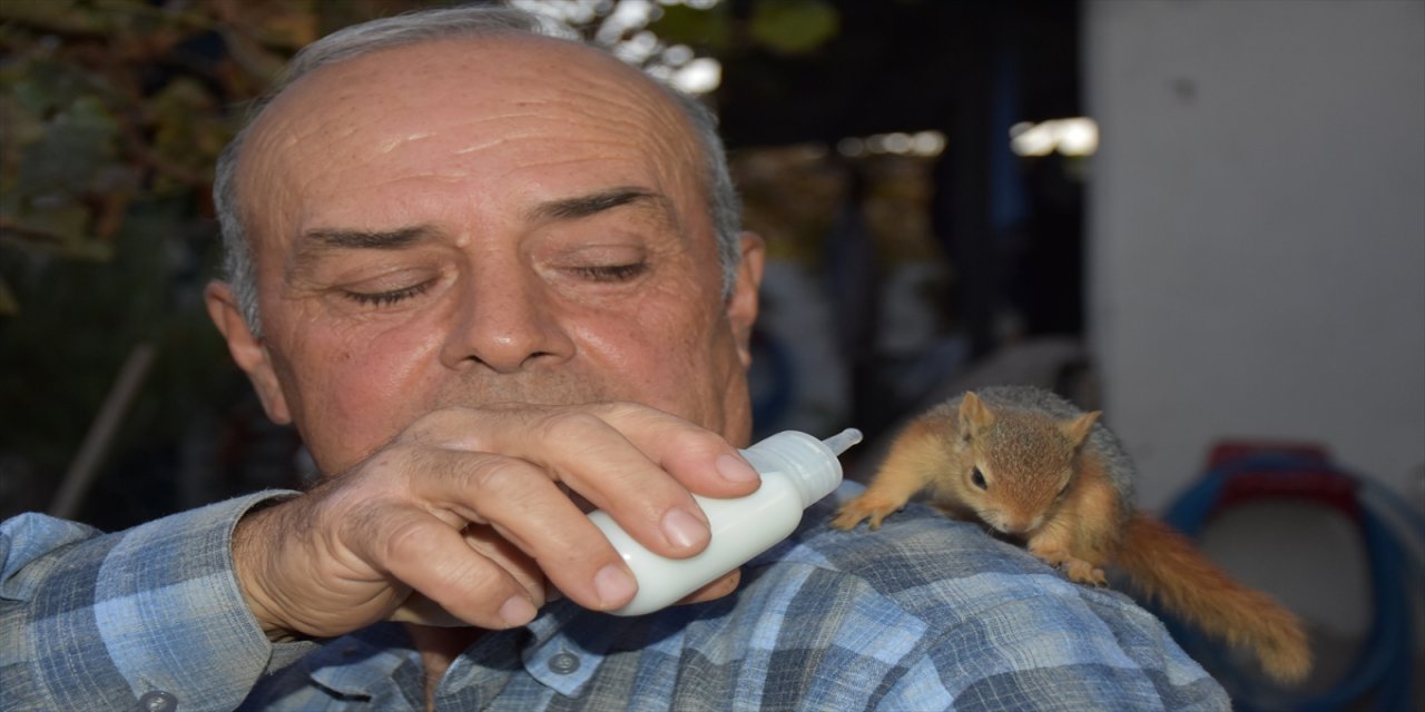 Aydınlı aile yaralı buldukları yavru sincabı tedavi etti