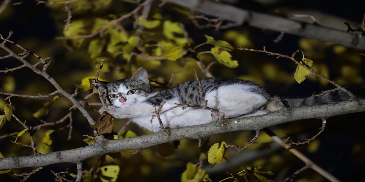 Edirne'de mahsur kaldığı yerden itfaiyenin kurtardığı kediyi mahalleli sahiplendi