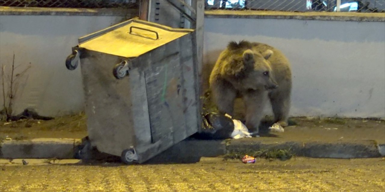 Kars'ta bozayı okul bahçesine girdi