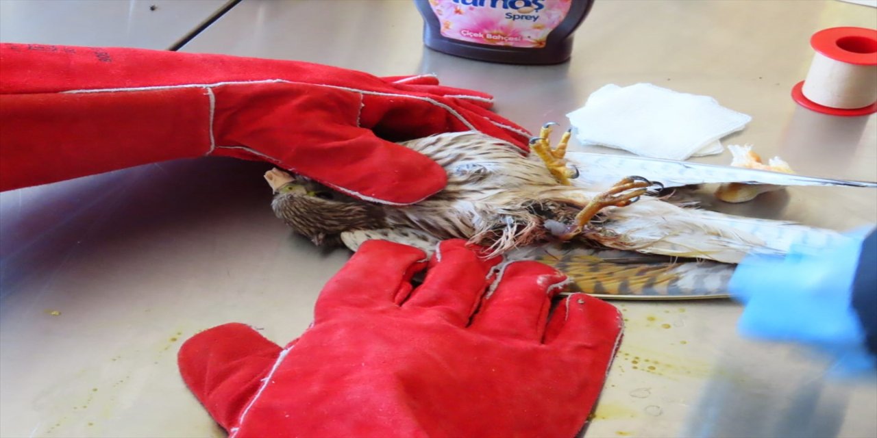 Kilis'te askerlerin bulduğu yaralı atmaca koruma altına alındı