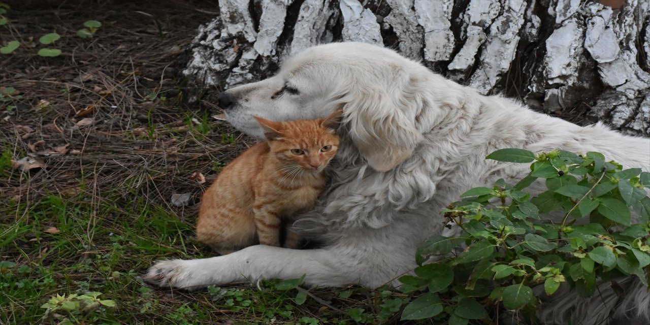 Ordu'da kedi ile köpeğin dostluğu görenleri şaşırtıyor