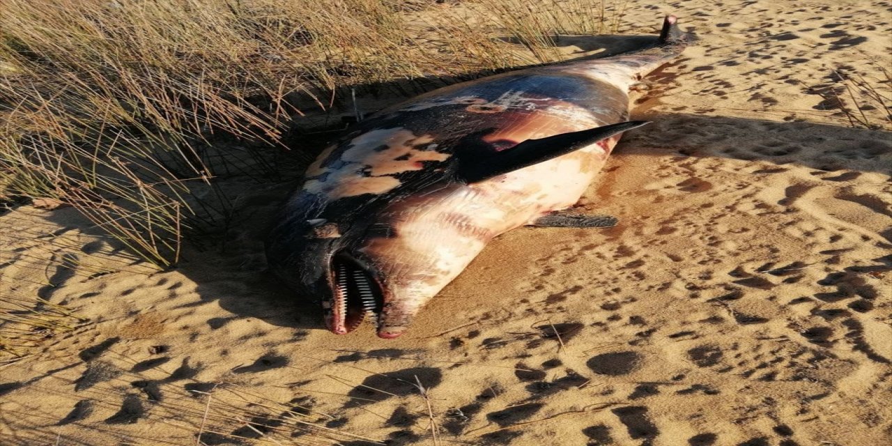 Balıkesir'de tüfekle vurulmuş bir yunus bulundu
