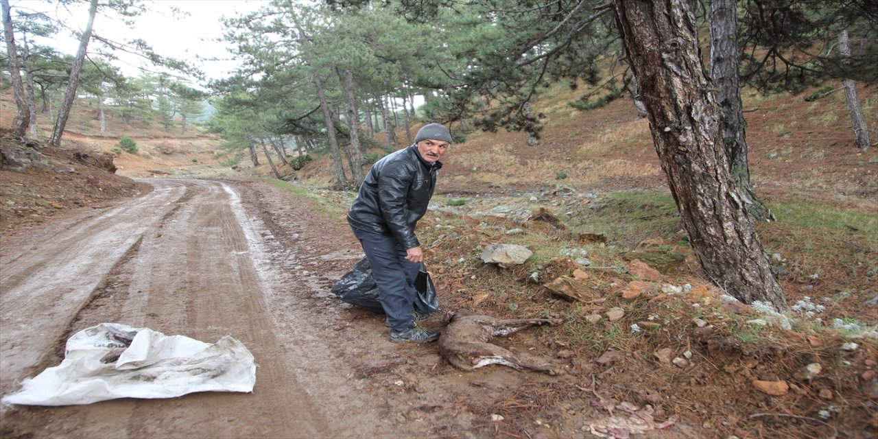 Kütahya'da 5 çoban köpeğinin zehirlendiği iddiasına inceleme