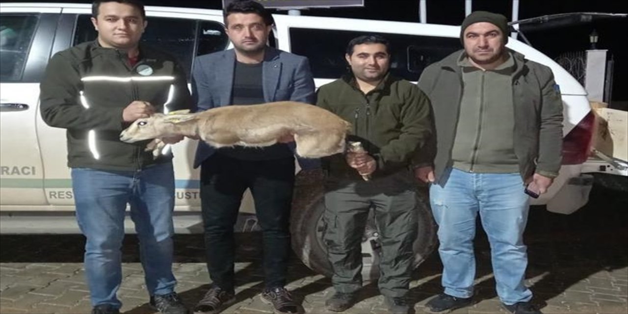 Şanlıurfa'da izinsiz ceylan besleyen kişi hakkında idari işlem yapıldı