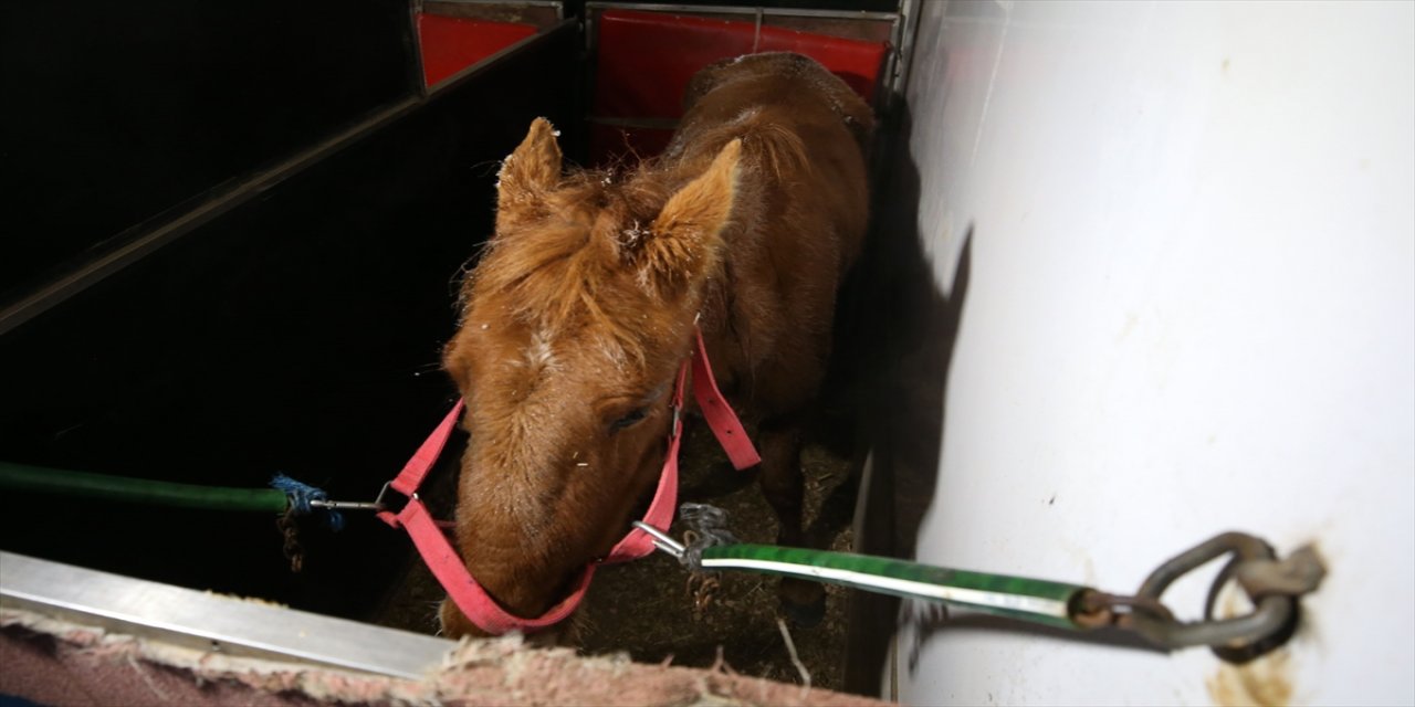 Tırın çarpması sonucu yaralanan ata, Muş Valisi Gündüzöz sahip çıktı