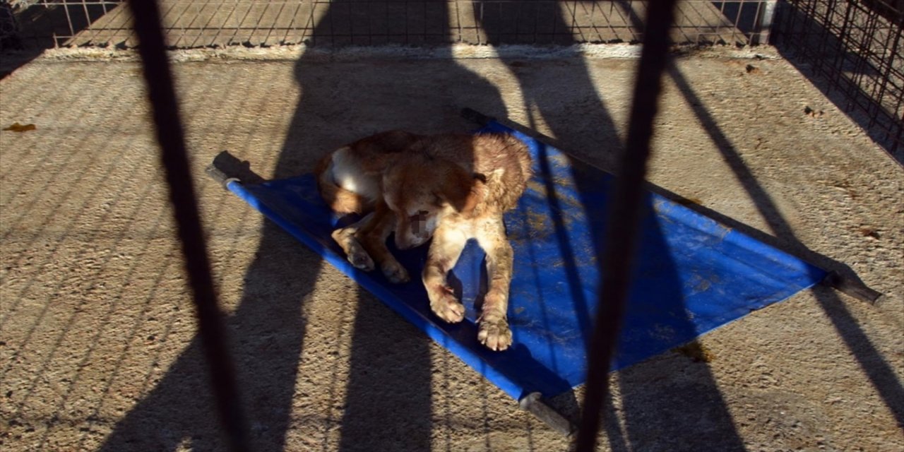 Zonguldak'ta gözleri oyuk bulunan köpek tedaviye alındı