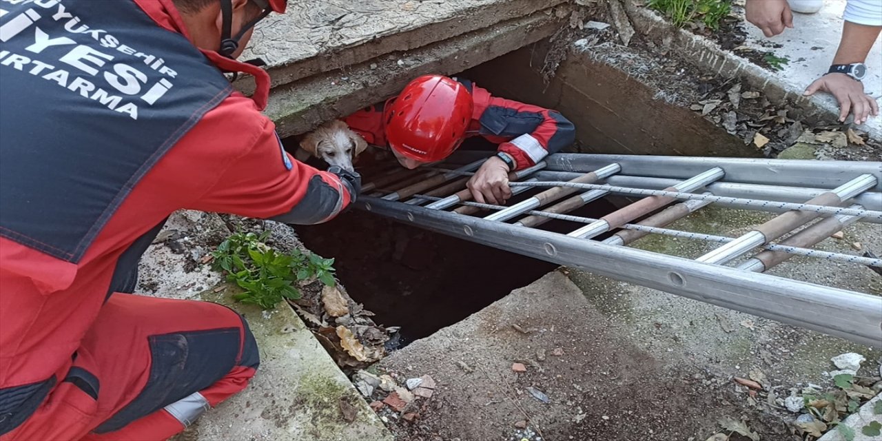 Bodrum'da su kuyusuna düşen köpeği itfaiye ekipleri kurtardı