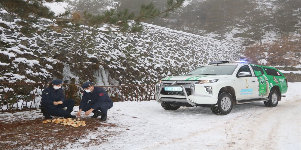 Çankırı'da jandarma, yaban hayvanları için doğaya yem bıraktı