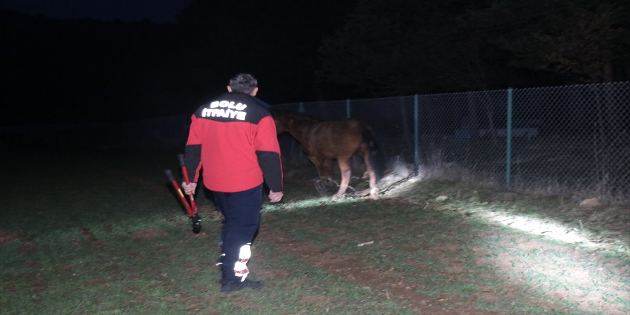 Bolu'da ayağı tele takılan yılkı atı için ekipler seferber oldu