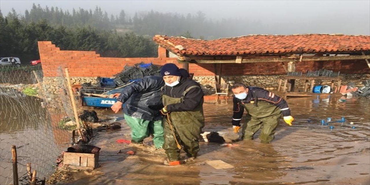 Muğla'da şiddetli yağışta mahsur kalan hayvanları AFAD ekipleri kurtardı