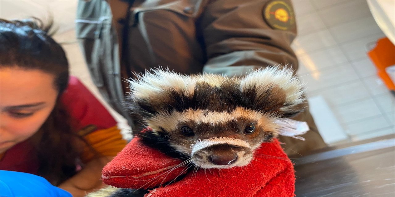 Afyonkarahisar'da köpeklerin saldırısına uğrayan alaca sansar tedaviye alındı