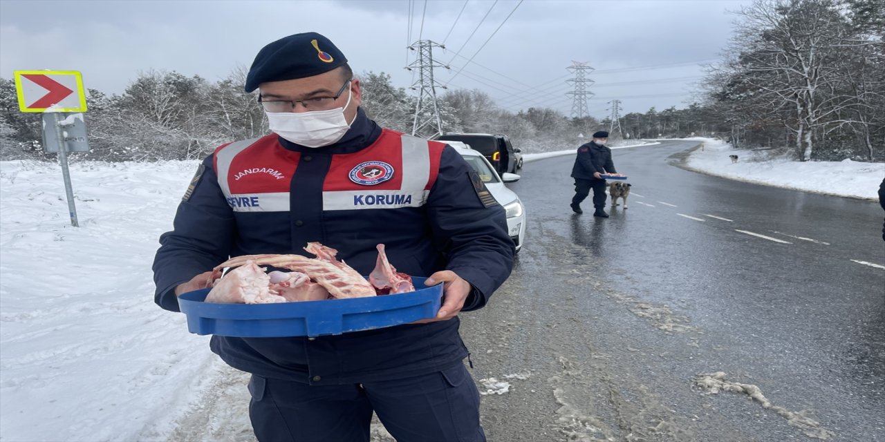 İstanbul'da jandarmadan sokak hayvanlarına yardım