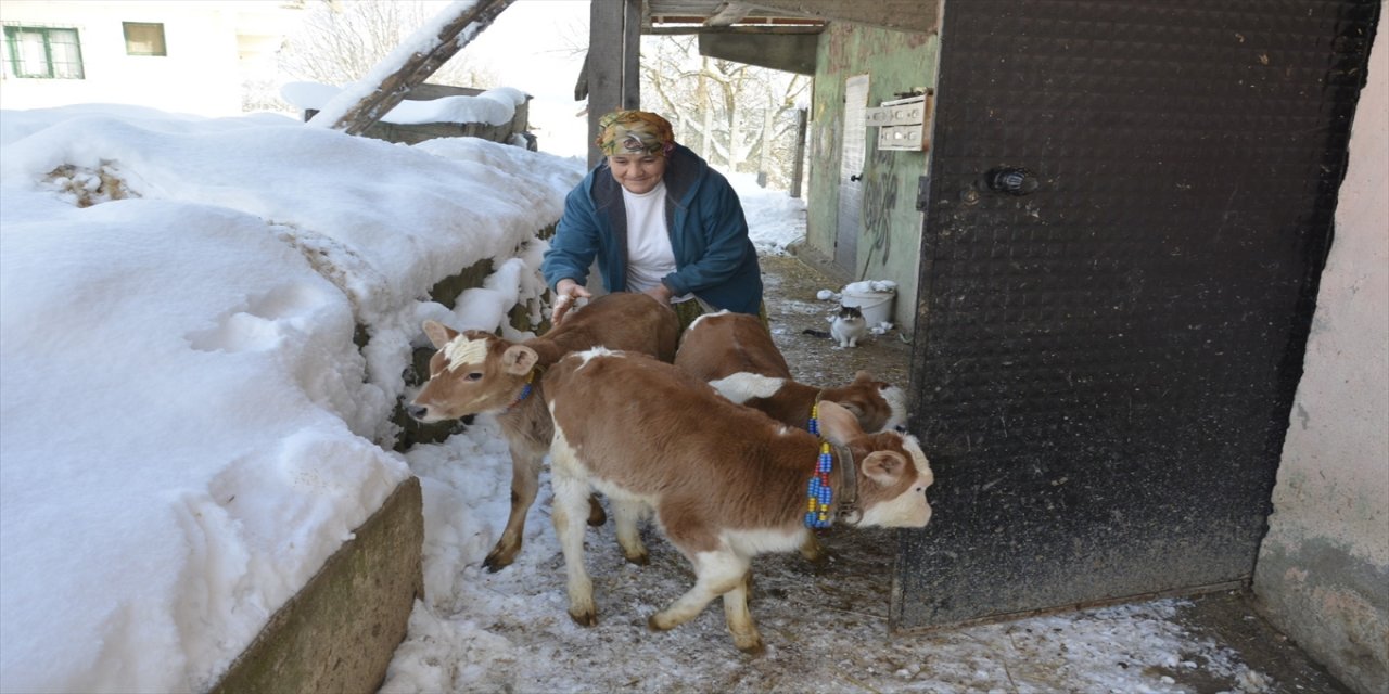Bolu'da daha önce iki kez ikiz doğuran inek, üçüz dünyaya getirdi