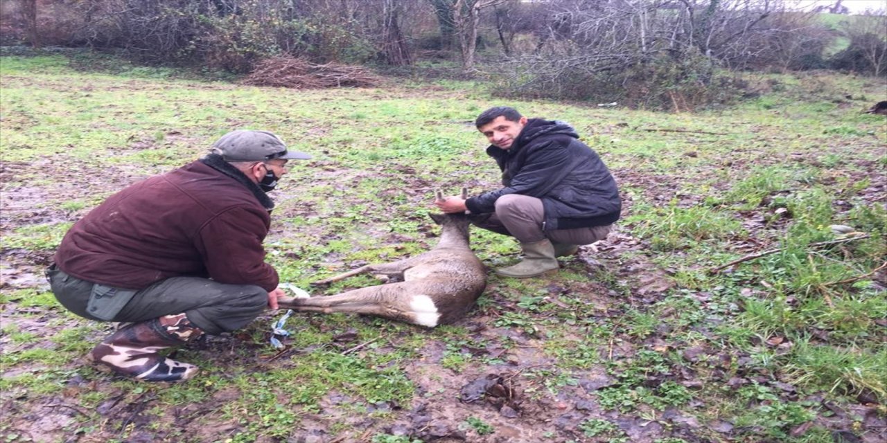 Samsun'da sulama kanalına düşen karaca kurtarıldı