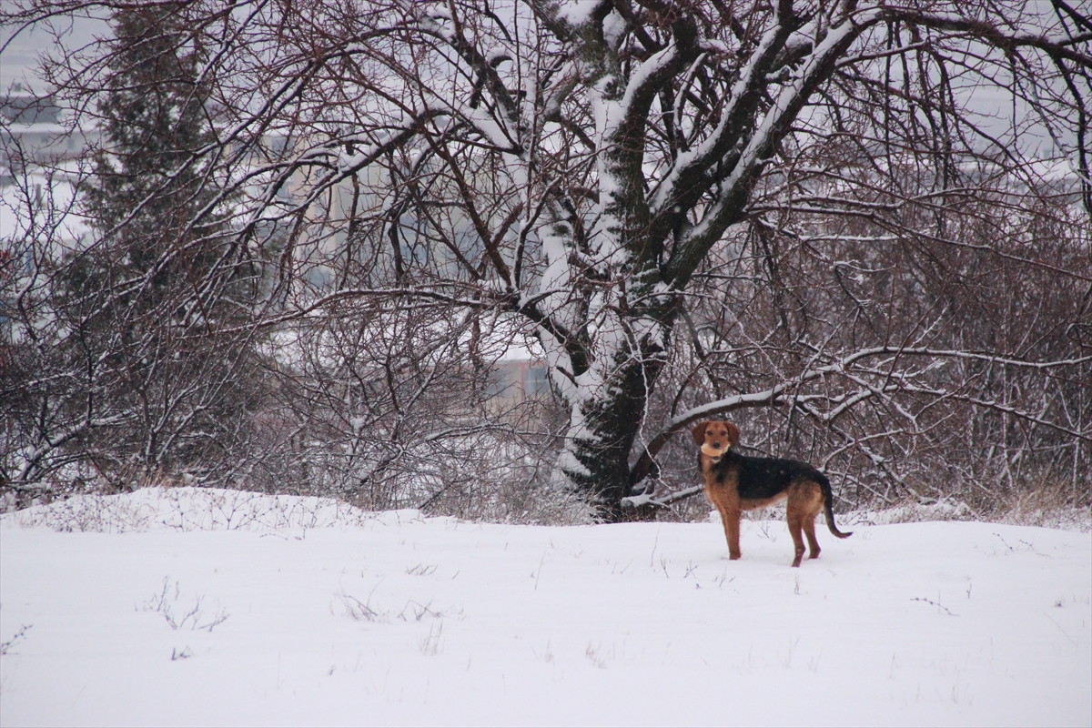 Trakya'da kar yağışı devam ediyor. Yüksek kesimlerde etkisi daha fazla