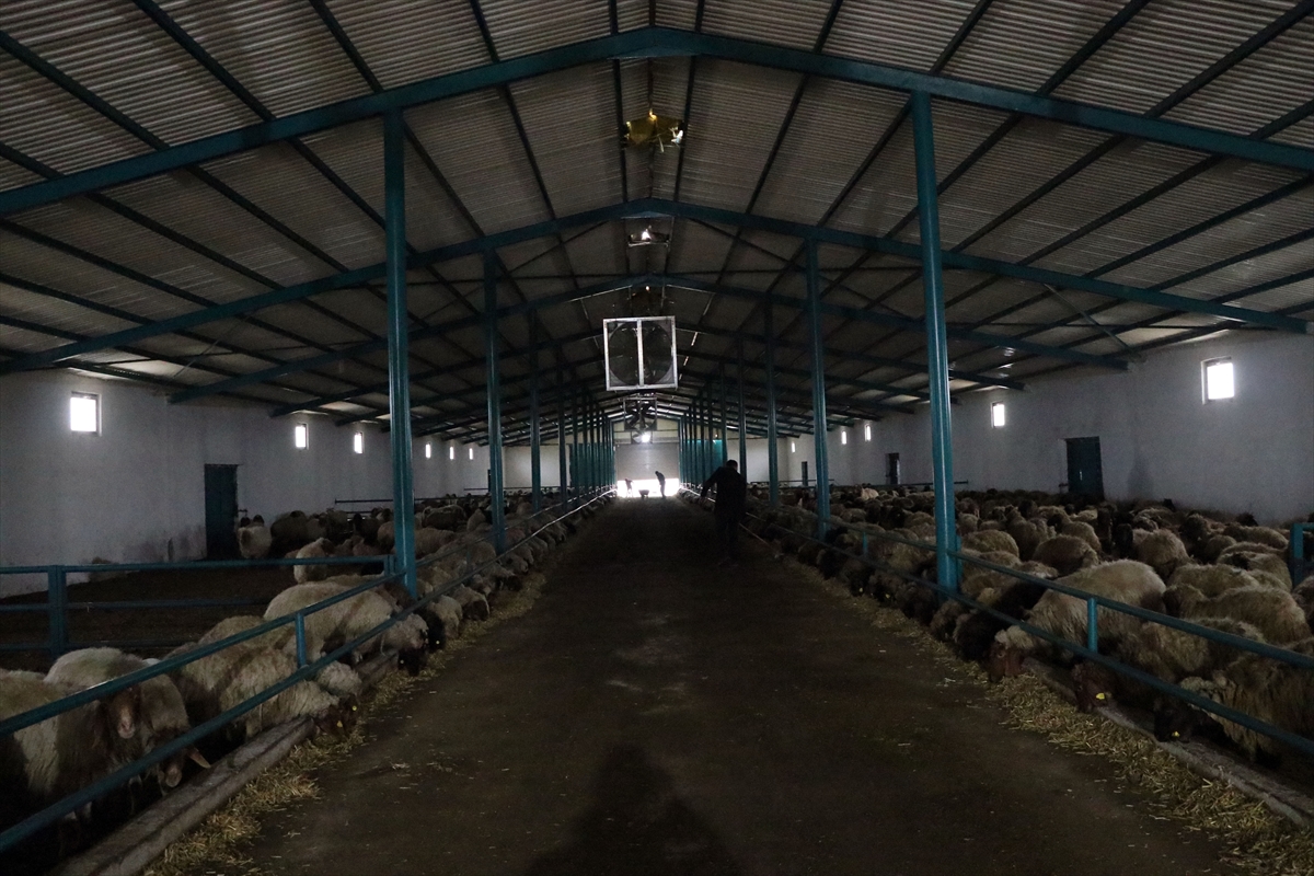 Niğdeli genç girişimci destekle kurduğu çiftlikte ekonomiye katkı sağlıyor