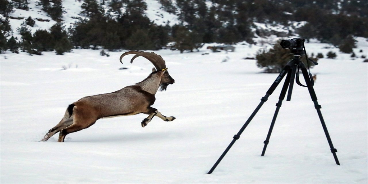 Burdur'daki Karanlıkdere Kanyonu'na 11 yaban keçisi daha bırakıldı