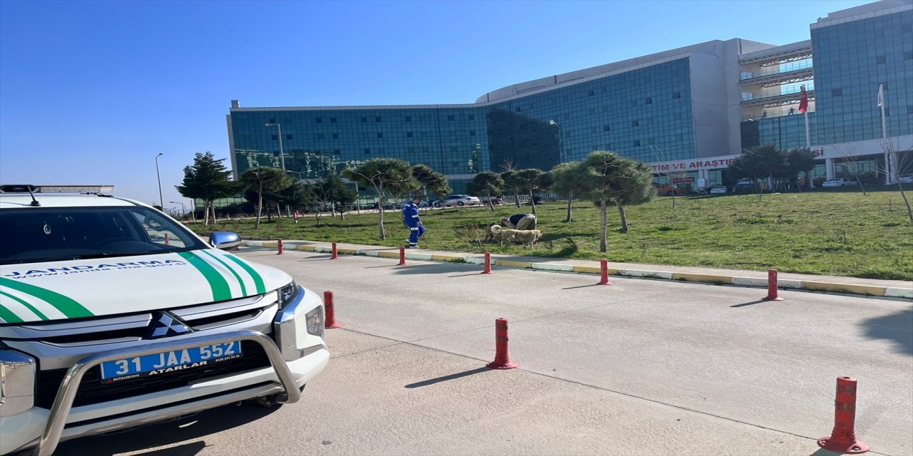 Hatay'da jandarma ekipleri sokak hayvanlarını besledi