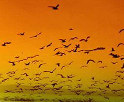 Konmayı Bilmiyorsan Uçmayacaksın