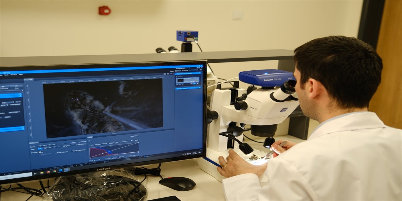 Sivas'ta, arı hastalıklarına teşhis konuluyor