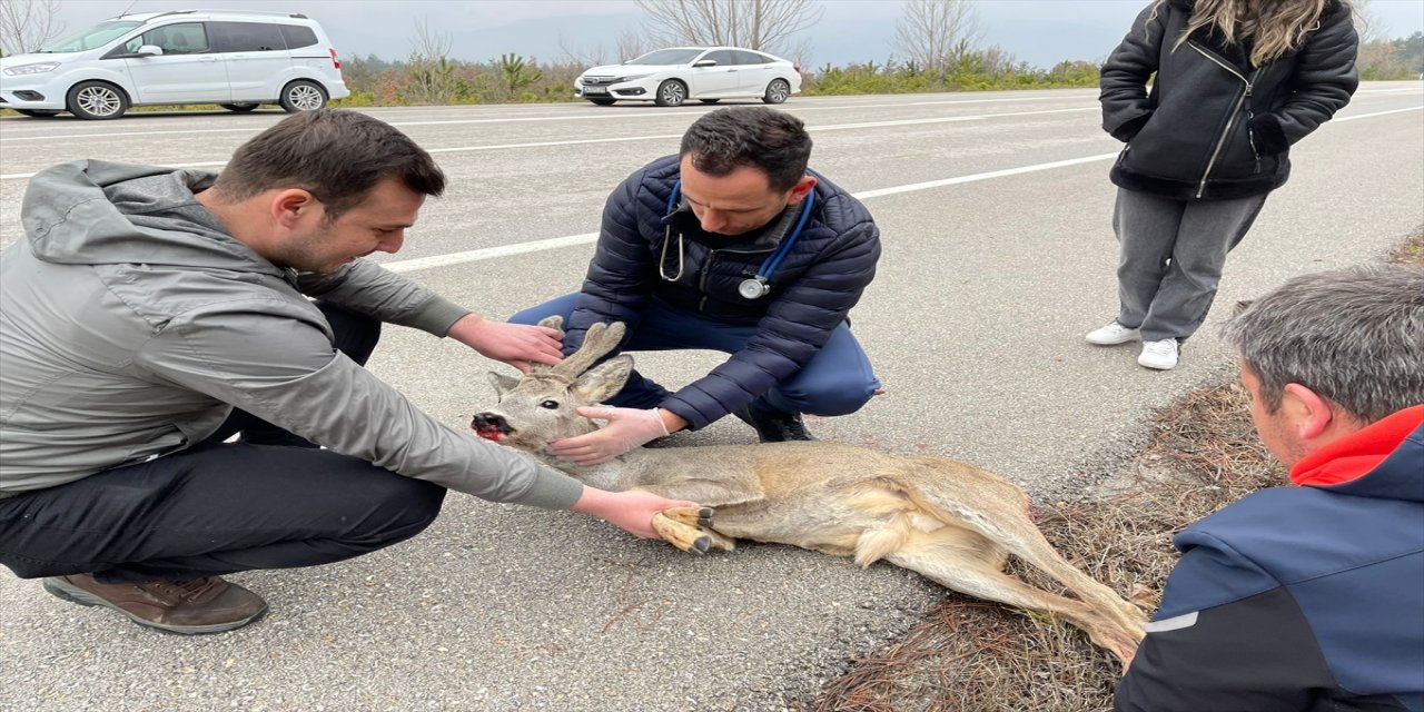 Çorum'da yol kenarında bulunan yaralı karaca tedaviye alındı