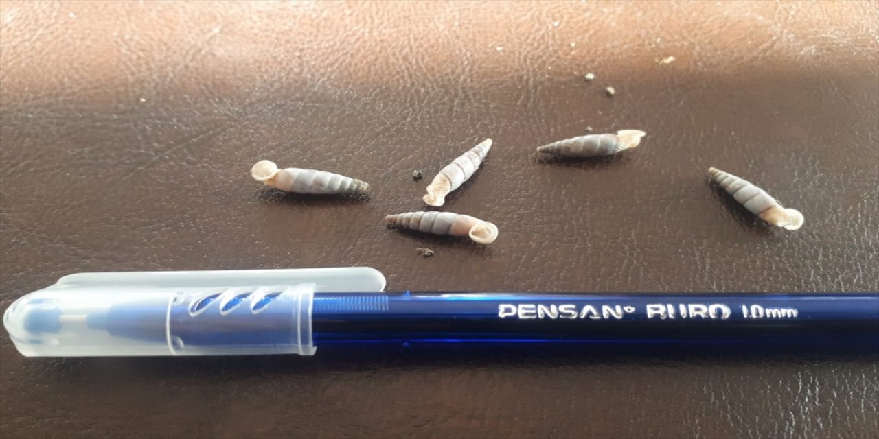 Antalya'da yasa dışı salyangoz toplayan yabancı uyrukluya para cezası